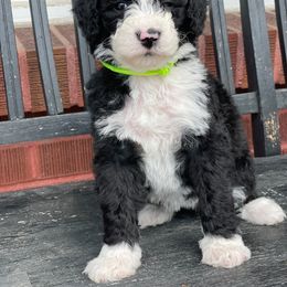 Bernedoodle Puppies from Coco Avenue Pups