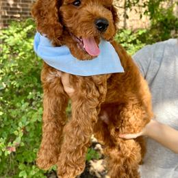 Coco - Red  male Goldendoodle puppy in Fulshear, Texas from Little Potatoes TX