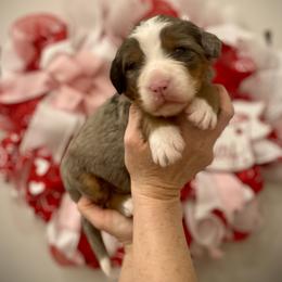 Nayvee - Blue merle female Bernedoodle puppy in Idaho from Bernese By Barzees