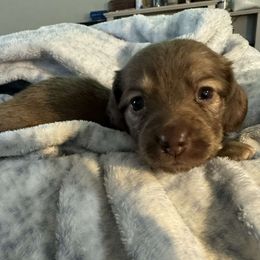 Girl 4 - Chocolate and cream female Dachshund puppy in Snow Camp, North Carolina from V's Southern Angels