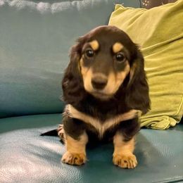 Dachshund Puppies from Strom Ranch
