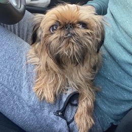 Brussels Griffon All Grown Up from Lavish Griffons