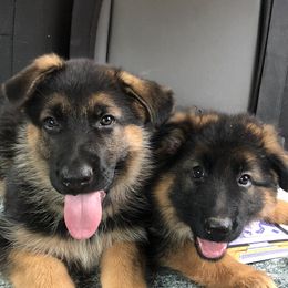 German Shepherds from Riley’s Run German Shepherds