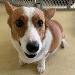 Pembroke Welsh Corgis from Corgis of Powell