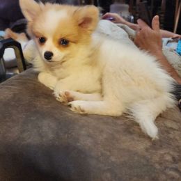 Meika - Pomeranian