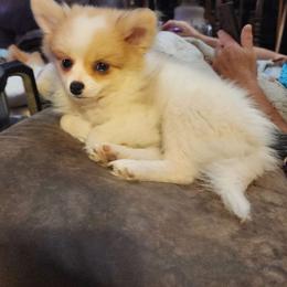 Meika - Pomeranian