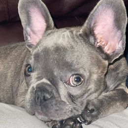 French Bulldogs from Moluv Frenchies