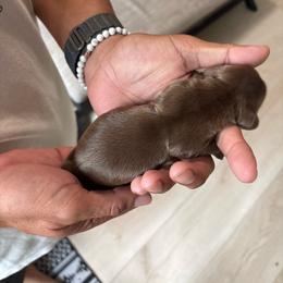Brownie - Chocolate and tan male Dachshund puppy in Tomball, Texas from Gutierrez House of Doxies