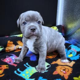Bagel - Blue male Staffordshire Bull Terrier puppy in Dallas, Texas from Wild Blue Staffords