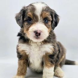 Rookie - Blue merle male Aussiedoodle puppy in Lancaster, Minnesota from Wilson Cattle Co.
