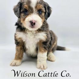 Rookie - Blue merle male Aussiedoodle puppy in Lancaster, Minnesota from Wilson Cattle Co.