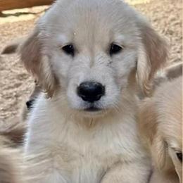 Ari - Golden female Golden Retriever puppy in Saint Pauls, North Carolina from Copperfield’s Goldens