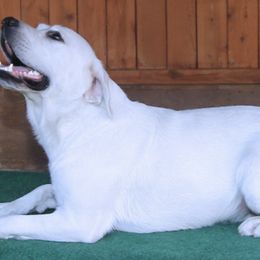 Labrador Retrievers from LabsToLove Lab Pups