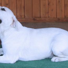 Labrador Retrievers from LabsToLove Lab Pups