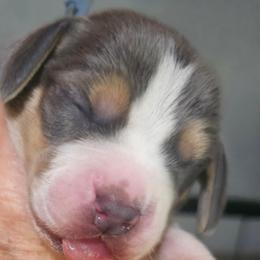 Blue Collar - Blue tan and white male Beagle puppy in Knoxville, Tennessee from River Valley Hounds