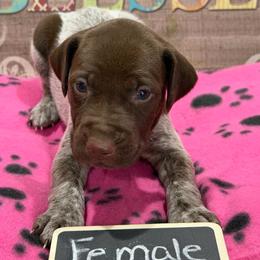 Female 6 - Liver roan female German Shorthaired Pointer puppy in Kathleen, Florida from Alex Yates GSP's
