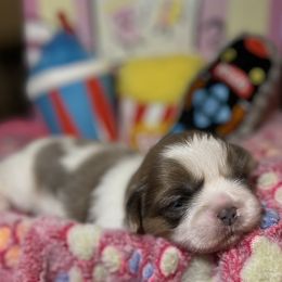 Shih Tzu Puppies from Lavender Lane Tzus