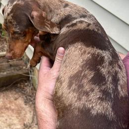 Sasha - Dapple female Dachshund puppy in Westminster, South Carolina from Carter's Kennels
