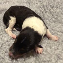 Fiona - Black white and tan female Collie puppy in Malvern, Arkansas from Lost Acres Collies