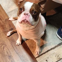 Hercules - Boston Terrier