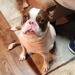 Hercules - Boston Terrier