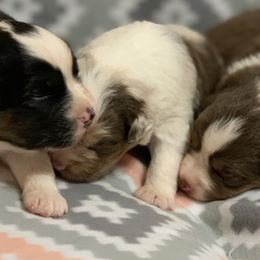 Australian Shepherds from Settlers Aussies and Dobies