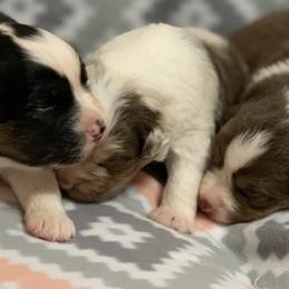 Australian Shepherds from Settlers Aussies and Dobies