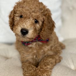 Labradoodle Puppies from Ruby Doo’s Doodles