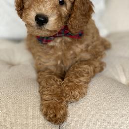 Labradoodle Puppies from Ruby Doo’s Doodles
