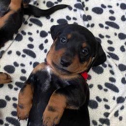 Dachshund Puppies from Winnie’s Doxys
