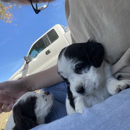 English Springer Spaniel Puppies from Cedar Ridge Kennels