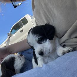 English Springer Spaniel Puppies from Cedar Ridge Kennels