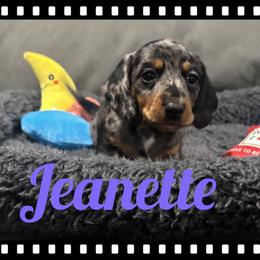 Jeanette - Black and tan female Dachshund puppy in Flint, Texas from ZMC Acres Doxies