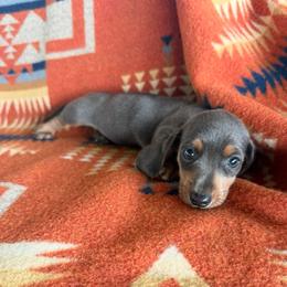 Piper - Gray (blue) and tan female Dachshund puppy in Okeechobee, Florida from HotShot Kennels