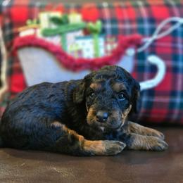 Penny - Tri-color female Bernedoodle puppy in Blanco, Texas from Texas Hill Country Sheepadoodles & Bernedoodles