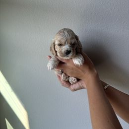Honeybun - Buff and white female Cocker Spaniel puppy in Claremore, Oklahoma from BRX Country Cockers LLC