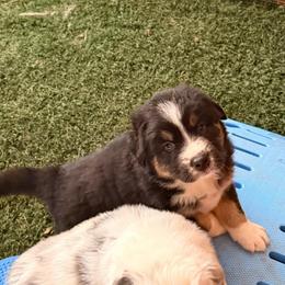 Havoc - Black tri-color male Australian Shepherd puppy in Placerville, California from BFF Aussies