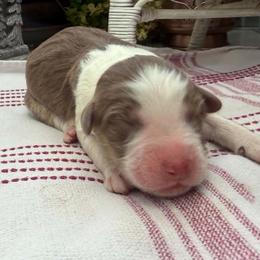 Tinsel - Red tri-color male Australian Shepherd puppy in Boise, Idaho from Black Canyon Corral Aussies