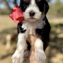 Bernedoodle Puppies from Sweet Pea Bernedoodles