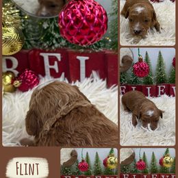 Flint - Red  male Goldendoodle puppy in Wayland, New York from Loris Pampered Pooches💕