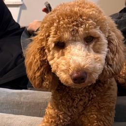 Penny - Goldendoodle