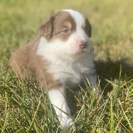 Lollipop - Red tri-color female Miniature American Shepherd puppy in Prunedale, California from 4MLA STABLES