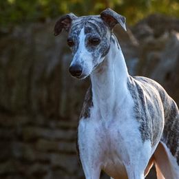 Whippets from Charis Whippets