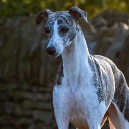 Whippets from Charis Whippets