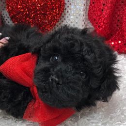 Maltipoo, Poodle, and Shihpoo Puppies from Puppies-4U