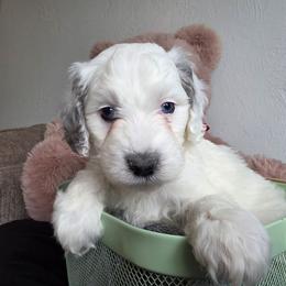 Thor - Merle male Bernedoodle puppy in Blackfoot, Idaho from Draper Mountain Doodles