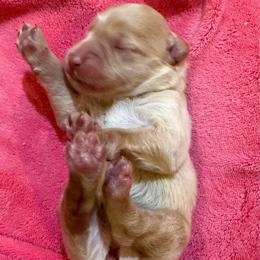Honey girl 3 - Gold female Labradoodle puppy in Churchill County Fallon, Nevada from Card Family Ranch
