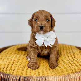 Willow - White collar - Apricot female Goldendoodle puppy in The Woodlands, Texas from Golden Fields Doodles