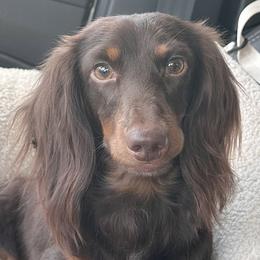 Jb - Dachshund