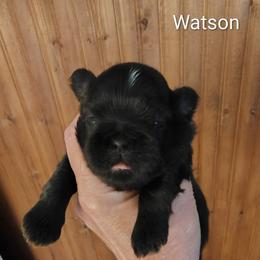 Danny - Watson - Red male Shih Tzu puppy in Palmyra, New York from Karen's Tzus of Palmyra-Macedon